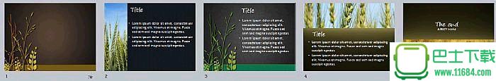 水稻小麦背景植物类幻灯片PPT模板下载