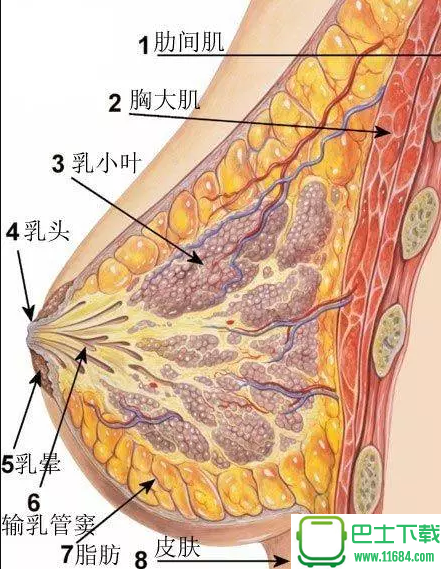 胸部大小与乳腺癌：大胸女性更危险？