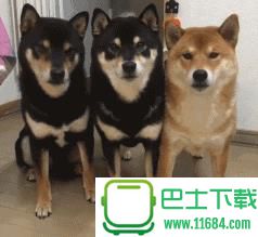 三只柴犬出列表情包gif下载