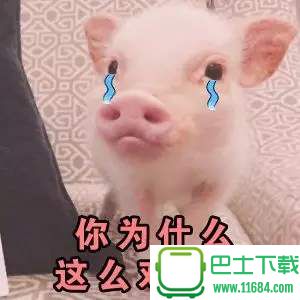 可爱的小猪QQ表情包 高清无水印下载