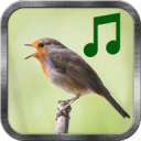 鸟声音 v3.5 安卓版下载
