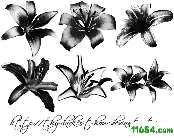 百合花花朵图案笔刷下载-水墨画百合花花朵图案ps笔刷下载