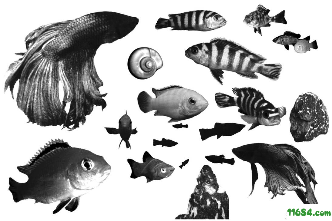 金鱼海洋生物PS笔刷下载-金鱼、海洋生物、小丑鱼、鱼PS笔刷下载