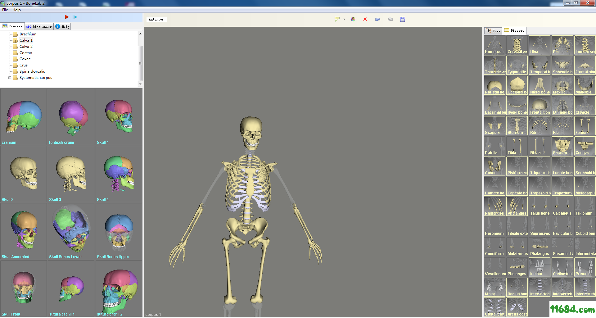 骨骼与肌肉解剖三维模型软件BoneLab 2.336 最新破解版（含激活补丁）下载